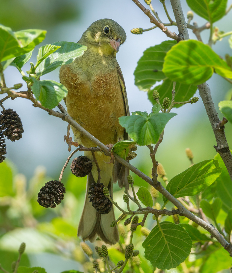 Ortolan