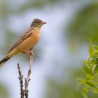 Ortolan | Emberiza hortulana