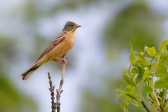 Ortolan | Emberiza hortulana