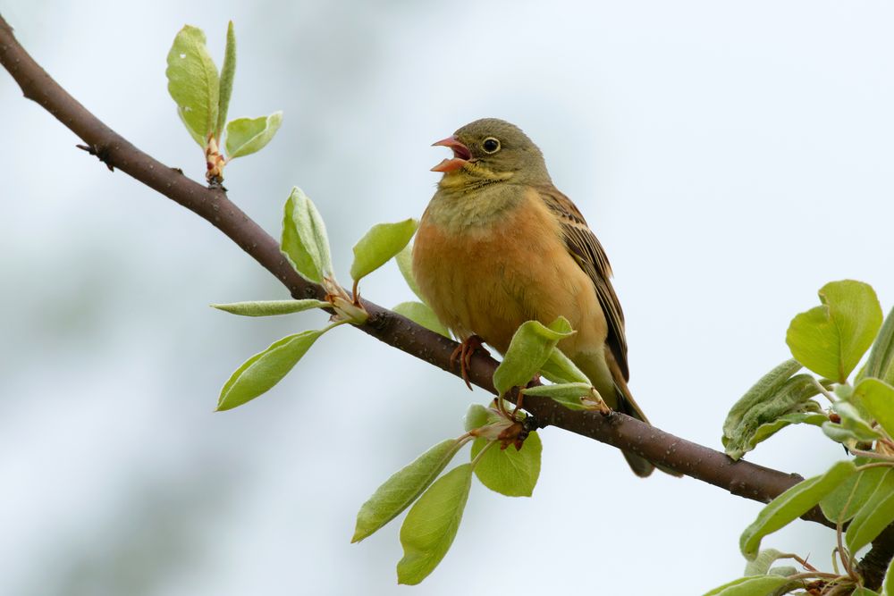 Ortolan (Emberiza hortulana)