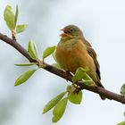 Ortolan (Emberiza hortulana)