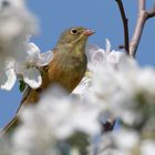 Ortolan (Emberiza hortulana)  auf seiner Singwarte