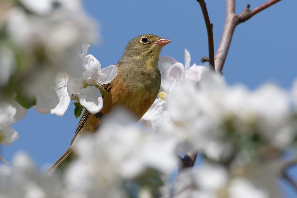 Ortolan (Emberiza hortulana)  auf seiner Singwarte