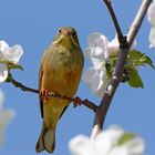 Ortolan (Emberiza hortulana)