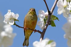 Ortolan (Emberiza hortulana)