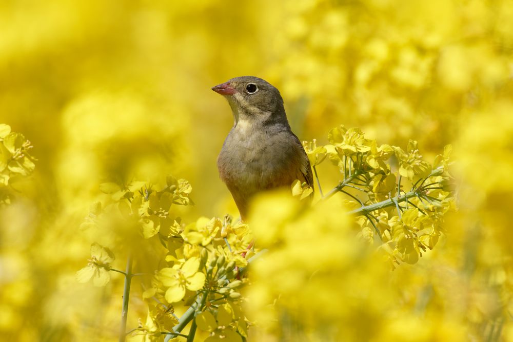 Ortolan (Emberiza hortulana) im Raps