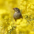 Ortolan (Emberiza hortulana) im Raps