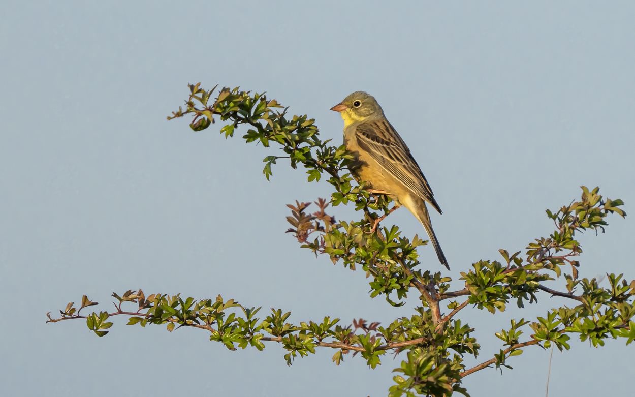 Ortolan I