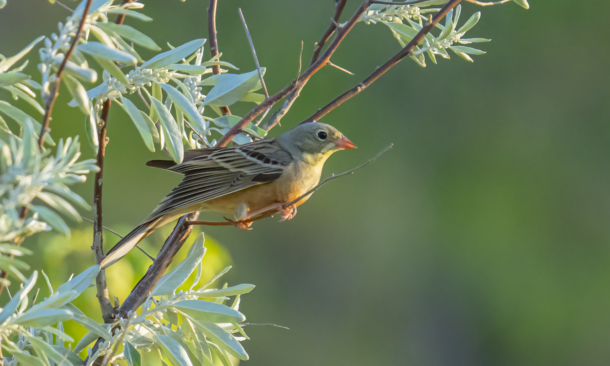 Ortolan II