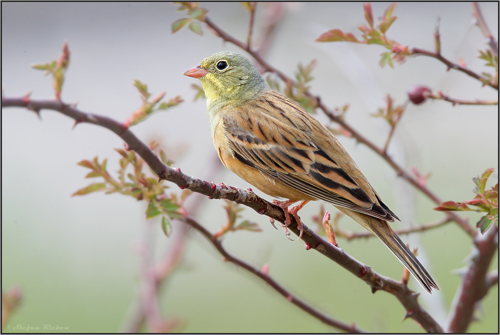 Ortolan in Hagebutte