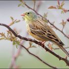 Ortolan in Hagebutte