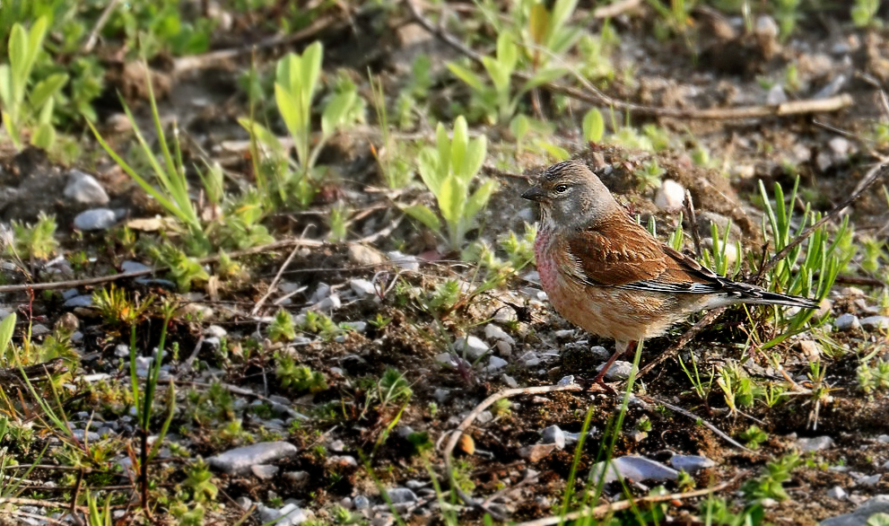 "ORTOLAN", männlich