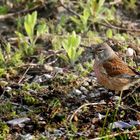 "ORTOLAN", männlich