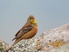 Ortolan / Ortolan bunting