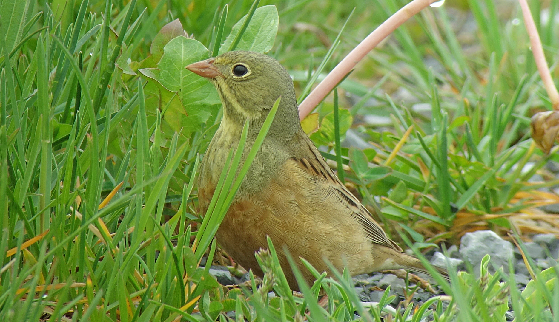 Ortolan, was suchst du?