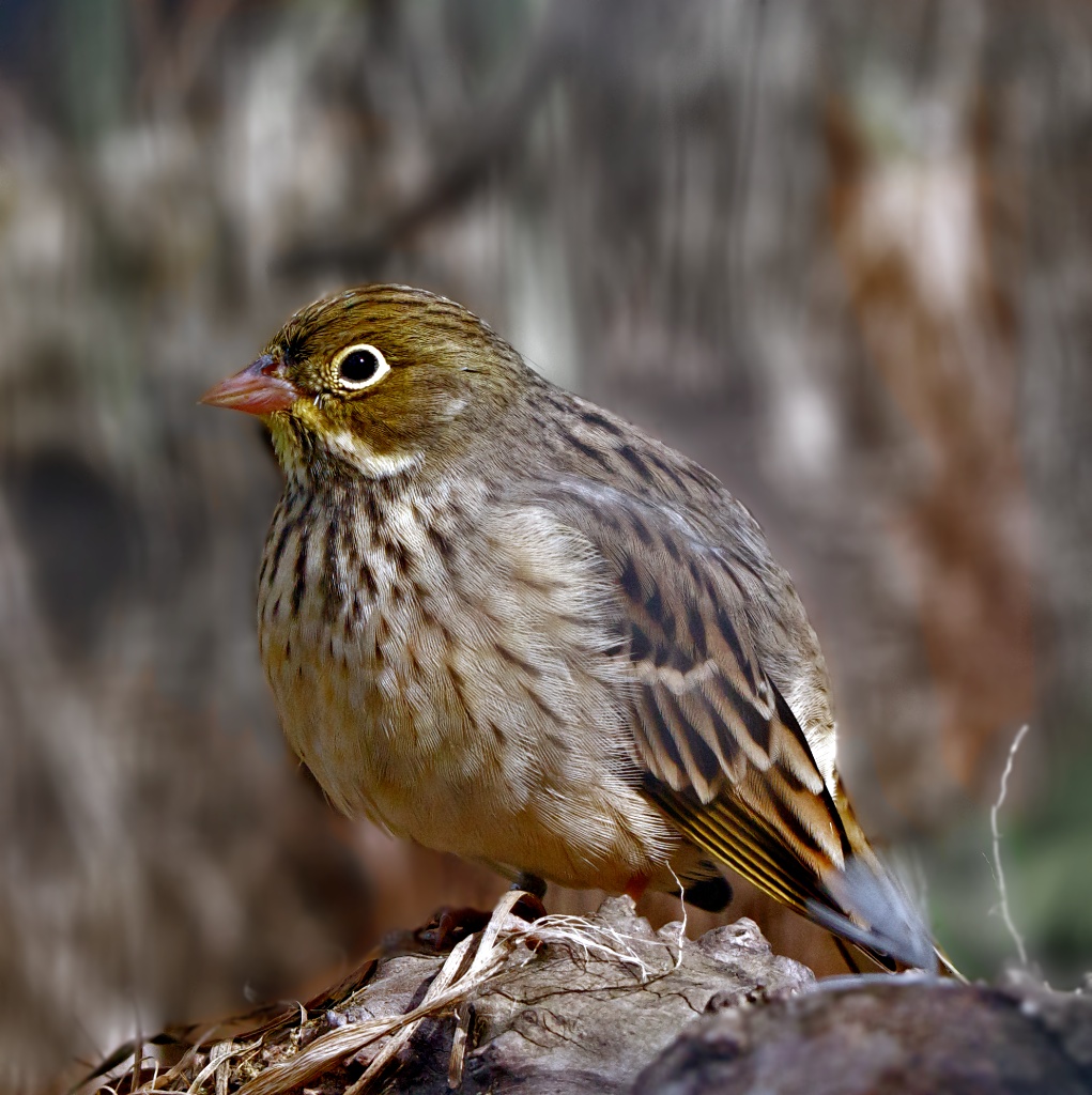 Ortolan-Weibchen