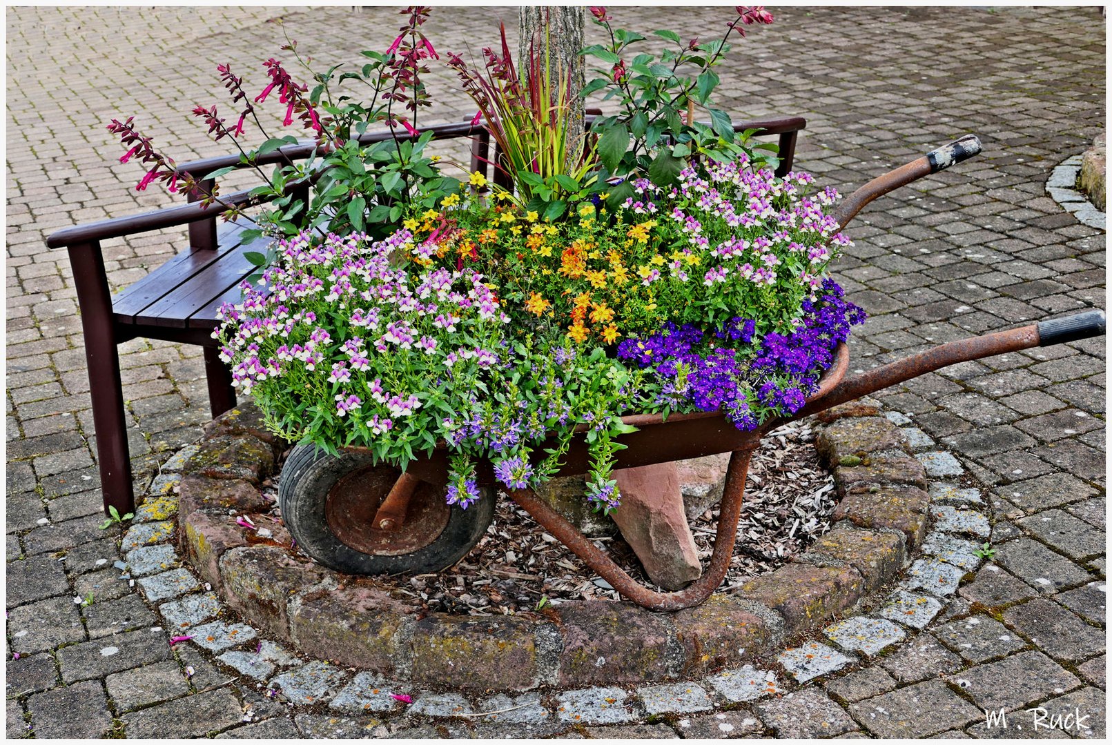 Orts Verschönerung , Foto & Bild pflanzen, pilze & flechten, blüten