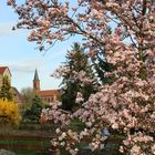 Ortsrand mit Magnolienblüte