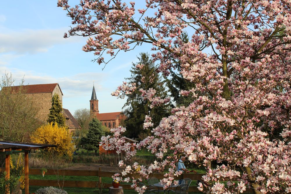 Ortsrand mit Magnolienblüte