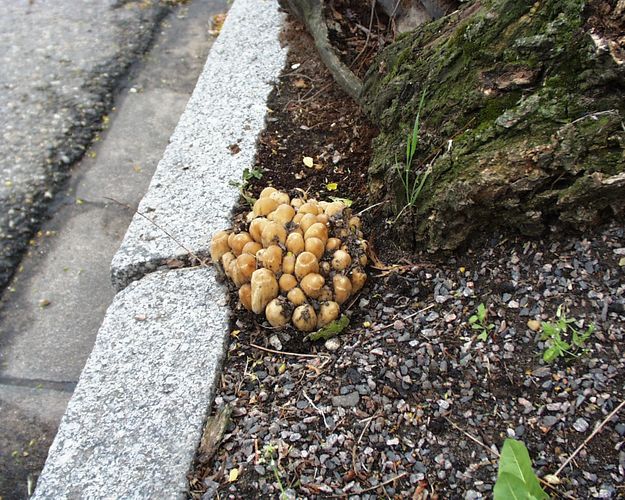 Ortstreue Tintlinge schrecken auch nicht vor'm Asphalt zurück