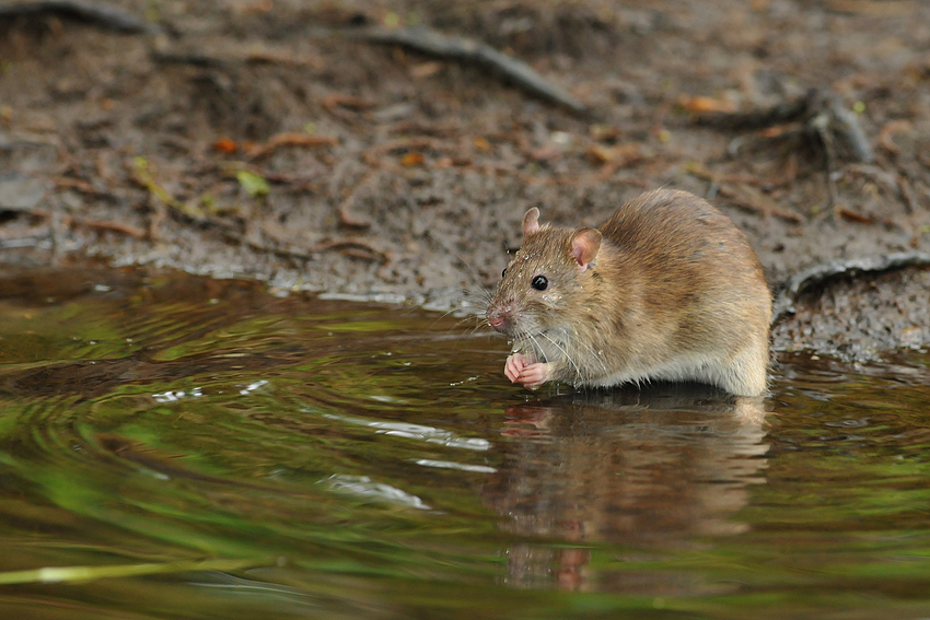 Ortstreue Wanderratte