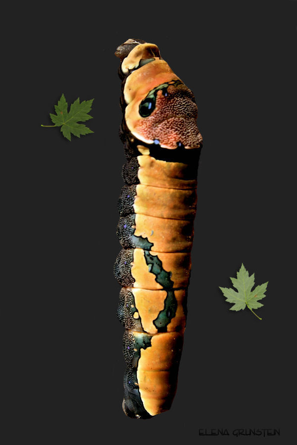 Oruga