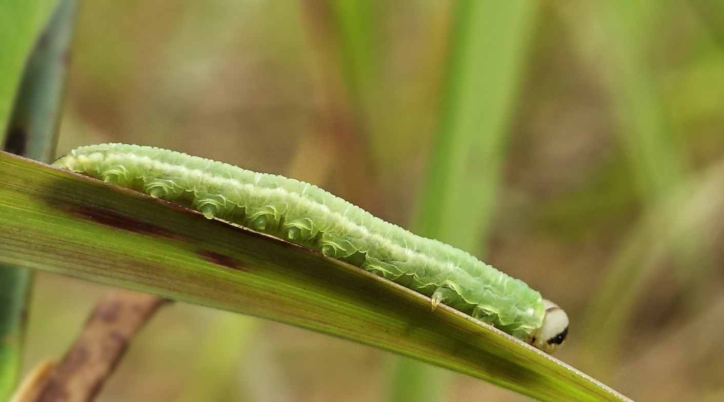 oruga