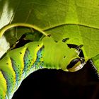 Oruga: Acherontia atropos