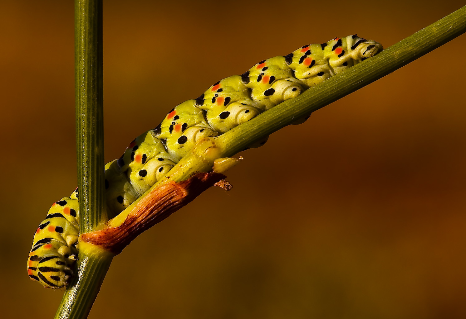 Oruga