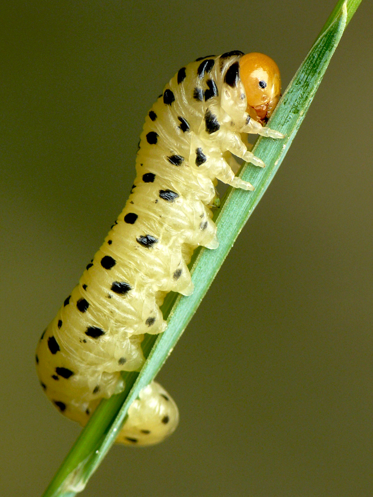 Oruga de avispilla