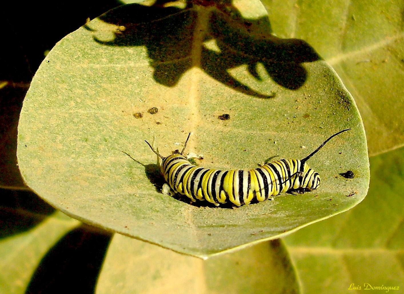 Oruga de la Mariposa Monarca