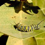 Oruga de la Mariposa Monarca