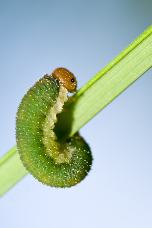 Oruga de rosal