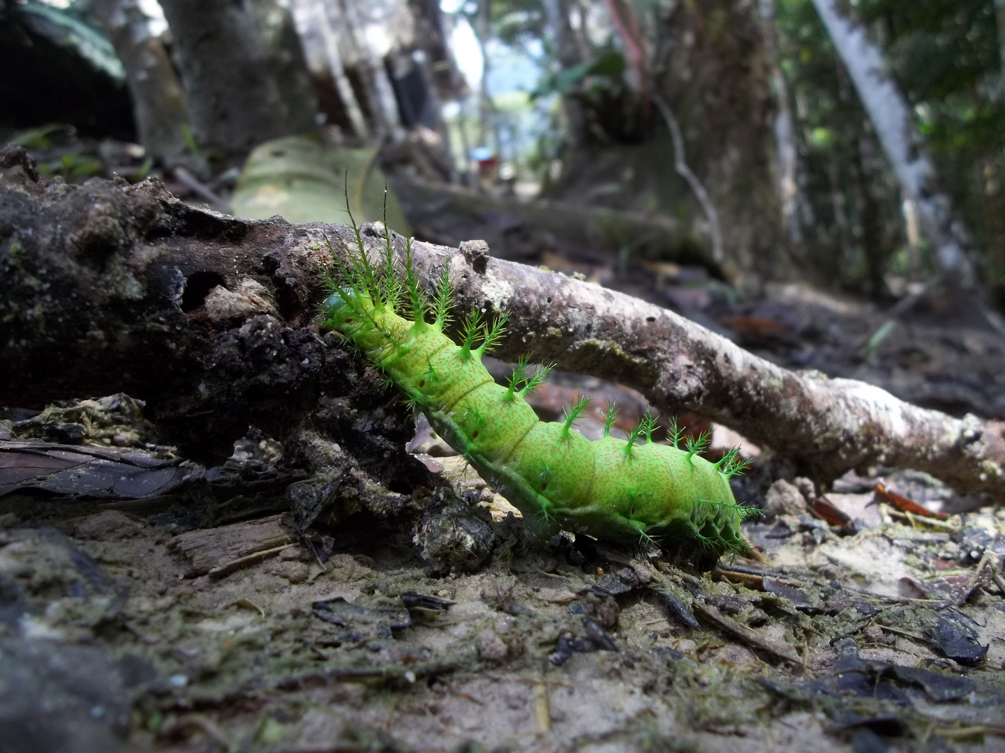 Oruga en su medio natural