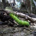 Oruga en su medio natural