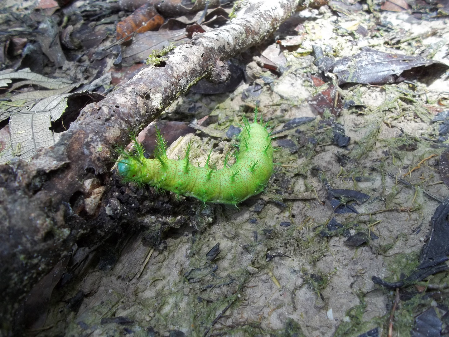 Oruga en su medio natural