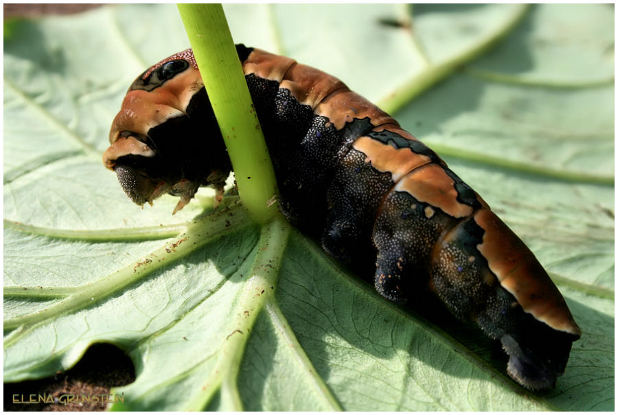 Oruga II (Caterpillar)