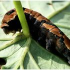 Oruga II (Caterpillar)