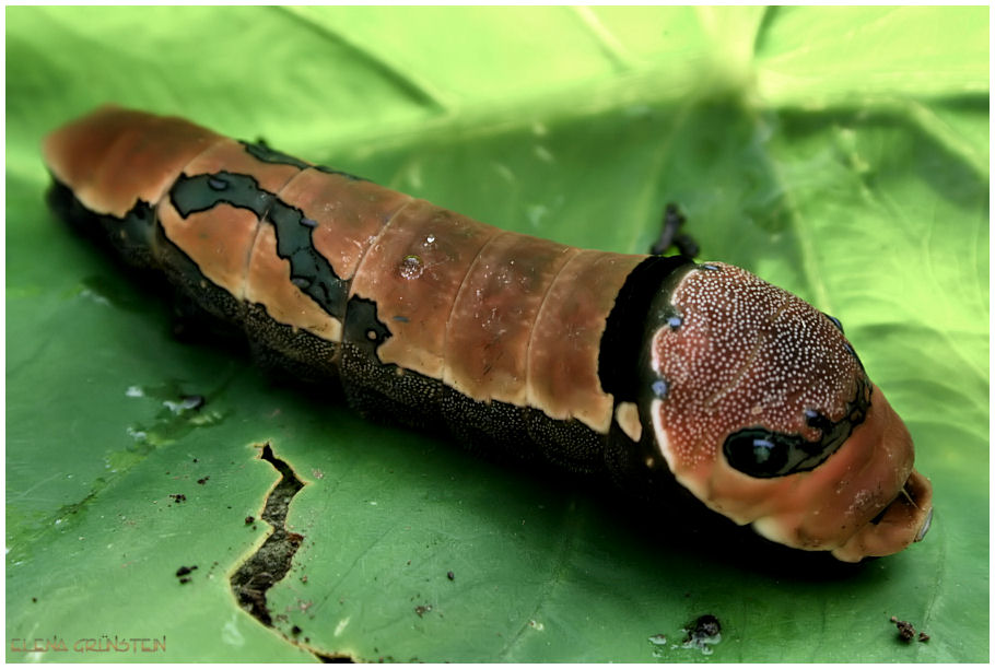 Oruga III (Caterpillar)