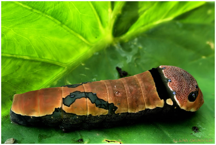 Oruga IV (Caterpillar )