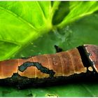 Oruga IV (Caterpillar )