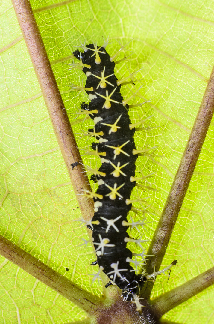 ORUGA MARIPOSA SABANERA