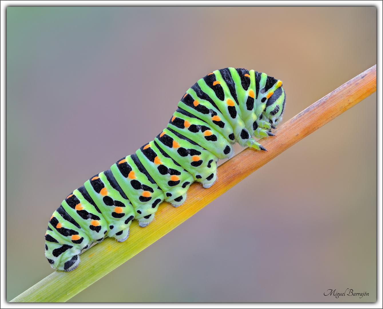 Oruga (Papilio machaon)