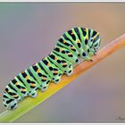 Oruga (Papilio machaon)