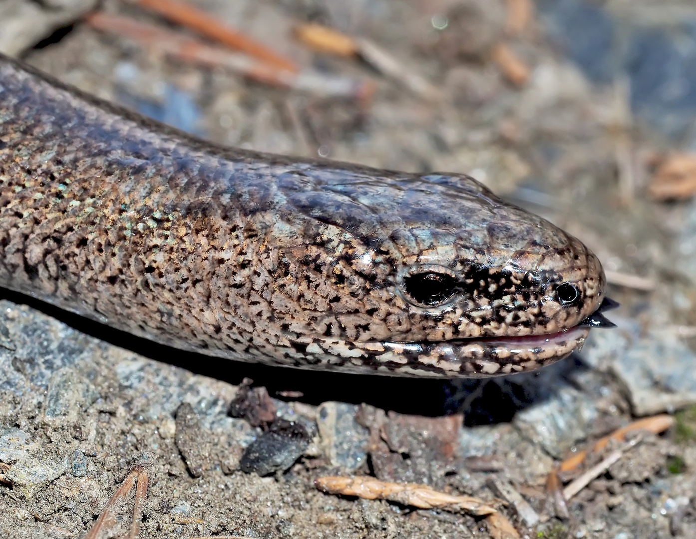  Orvet (Anguis fragilis) -  Blindschleiche 