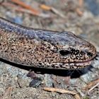  Orvet (Anguis fragilis) -  Blindschleiche 