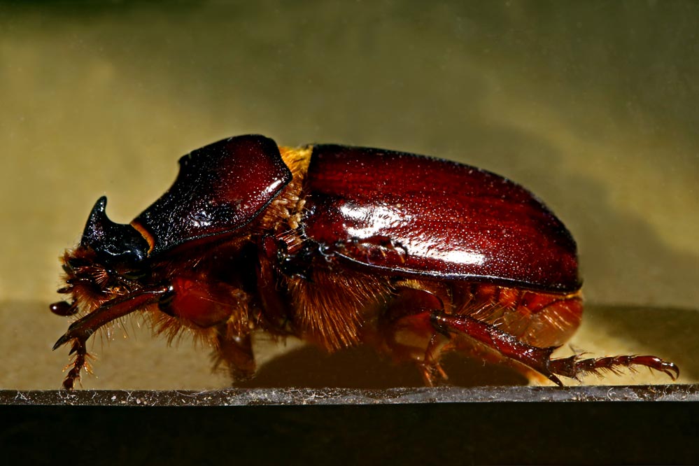 Oryctes nasicornis