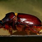 Oryctes nasicornis