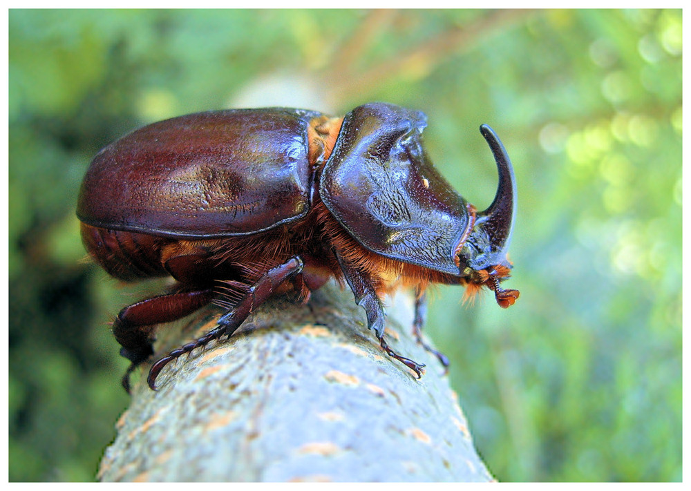 Oryctes nasicornis