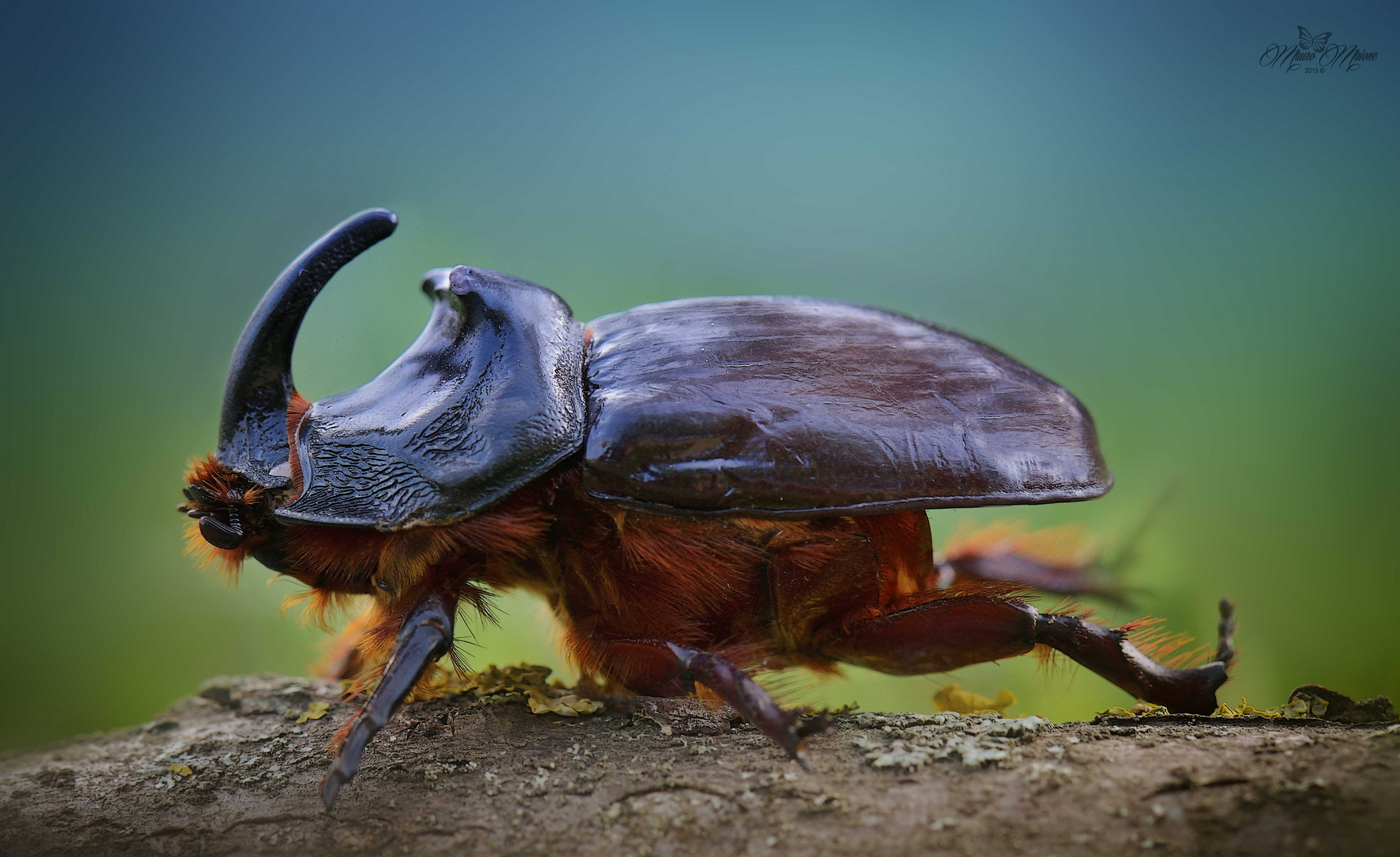 Oryctes nasicornis